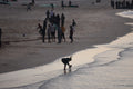 SEARCHING FOR SEASHELLS